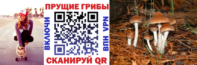 MEGA сайт  Нестеров  Галлюциногенные грибы мицелий 
